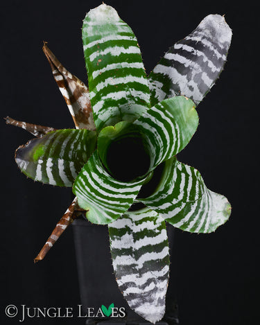 Aechmea chantinii 'Green'