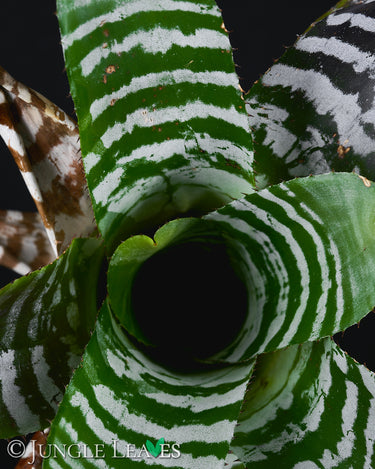 Aechmea chantinii 'Green'
