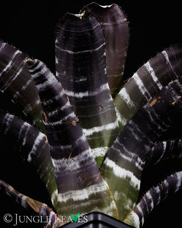 Aechmea chantinii 'Purple'