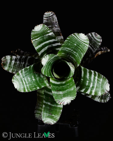 Aechmea chantinii 'Purple'