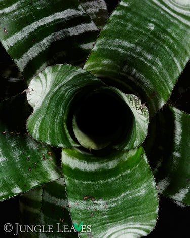 Aechmea chantinii 'Purple'