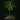 Afrocarpus falcatus