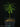 Afrocarpus falcatus