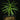 Afrocarpus falcatus