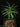 Afrocarpus falcatus