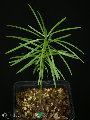 Afrocarpus falcatus