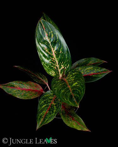 Aglaomea 'Pepper Bells'