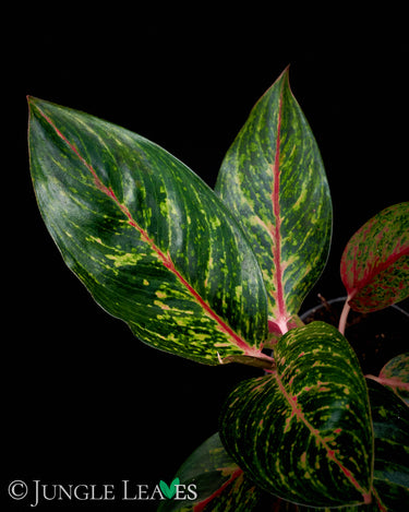 Aglaomea 'Pepper Bells'
