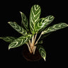 Aglaonema 'Ivy Green'
