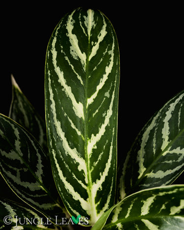 Aglaonema 'Ivy Green'