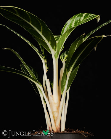 Aglaonema 'Ivy Green'