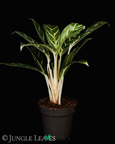 Aglaonema 'Ivy Green'