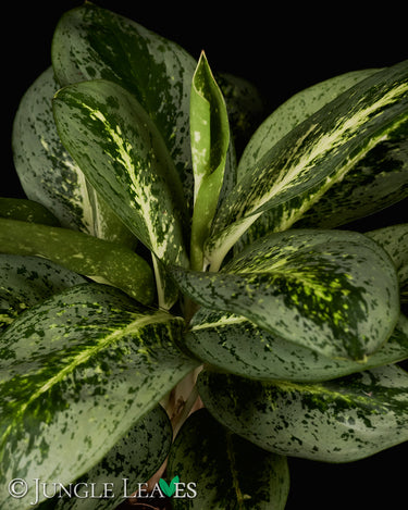 Aglaonema 'Lemon Mint'