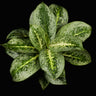 Aglaonema 'Lemon Mint'