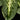 Aglaonema 'Lemon Mint'