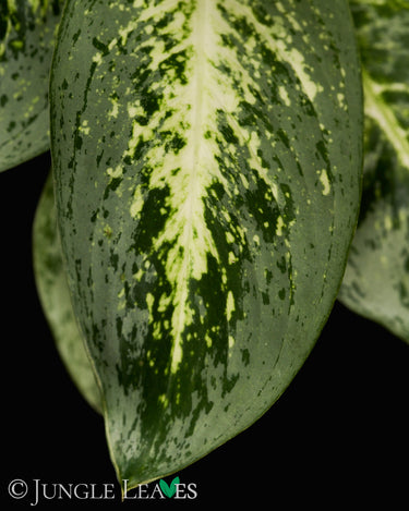 Aglaonema 'Lemon Mint'