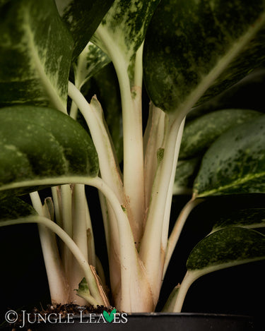 Aglaonema 'Lemon Mint'
