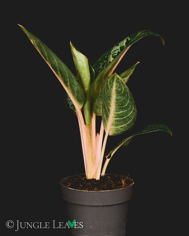 Aglaonema 'Orange Flame'