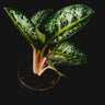 Aglaonema 'Orange Flame'