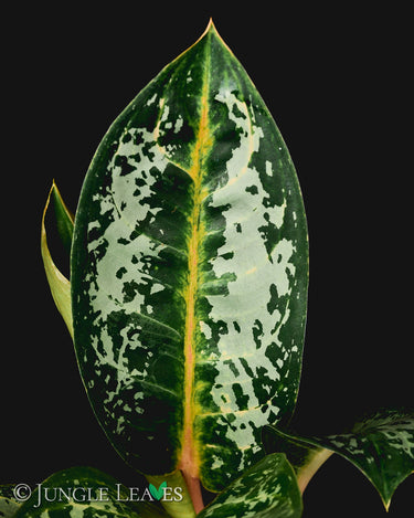 Aglaonema 'Orange Flame'