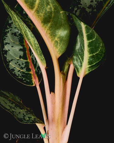 Aglaonema 'Orange Flame'