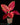 Aglaonema Red Pink Mix