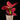 Aglaonema Red Pink Mix