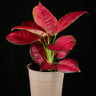 Aglaonema Red Pink Mix