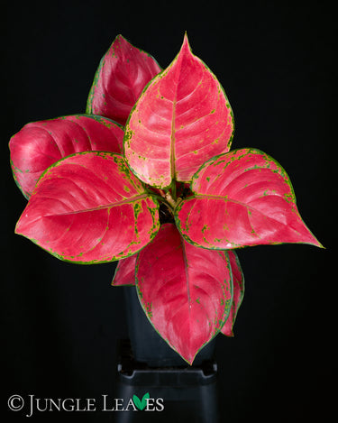 Aglaonema Red Pink Mix