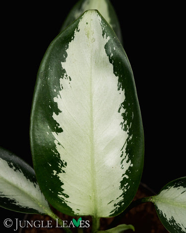 Aglaonema Silver Blue'