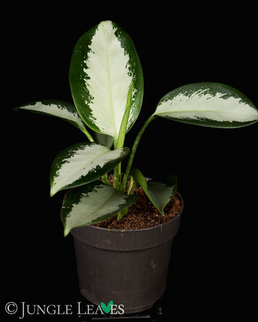 Aglaonema Silver Blue'