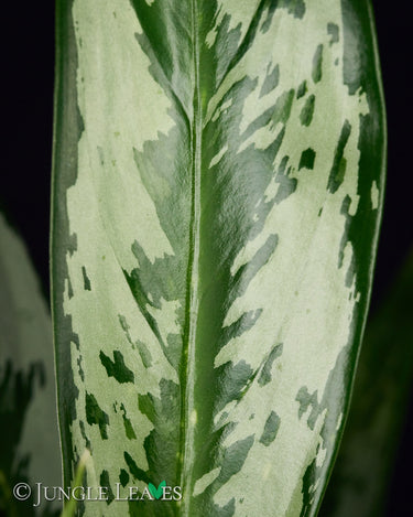 Aglaonema 'Silver Narrow'