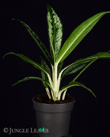 Aglaonema 'Silver Narrow'