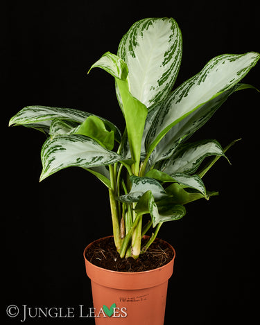 Aglaonema commutatum ‘Silver Bay’