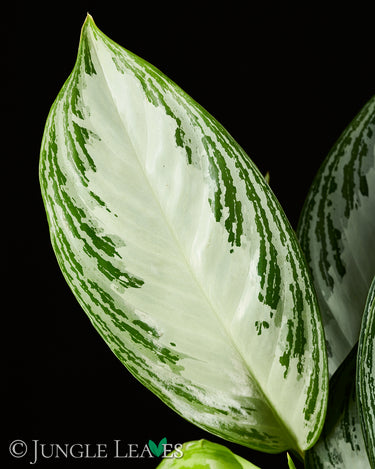 Aglaonema commutatum ‘Silver Bay’