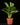 Aglaonema commutatum ‘Silver Bay’
