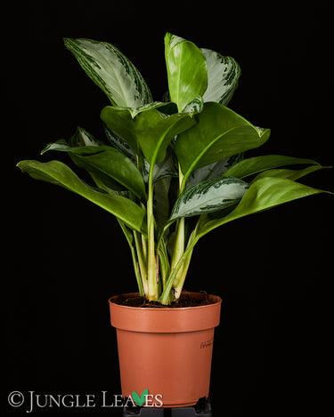 Aglaonema commutatum ‘Silver Bay’