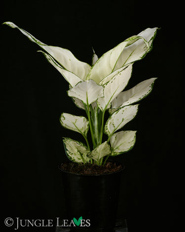 Aglaonema commutatum 'White Joy'