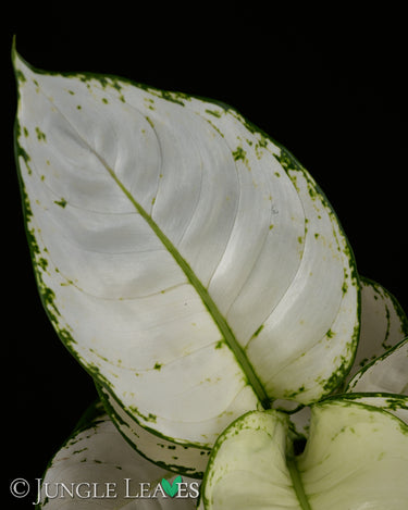 Aglaonema commutatum 'White Joy'