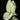 Aglaonema commutatum 'White Joy'