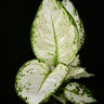 Aglaonema commutatum 'White Joy'