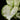 Aglaonema commutatum 'White Joy'
