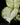 Aglaonema commutatum 'White Joy'