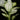 Aglaonema commutatum 'White Joy'