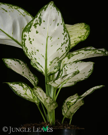 Aglaonema commutatum 'White Joy'