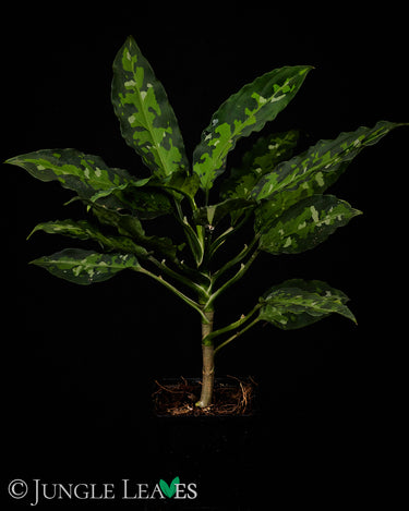 Aglaonema pictum 'Tricolor' Narrow