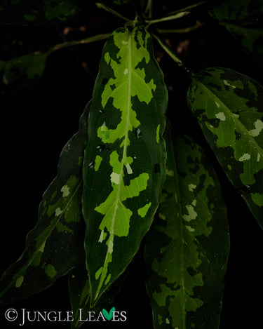 Aglaonema pictum 'Tricolor' Narrow