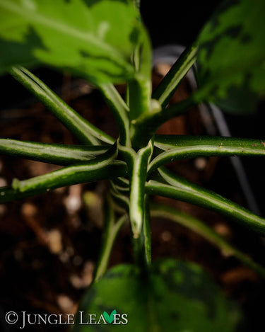 Aglaonema pictum 'Tricolor' Narrow