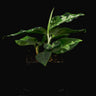 Aglaonema pictum 'Tricolor'