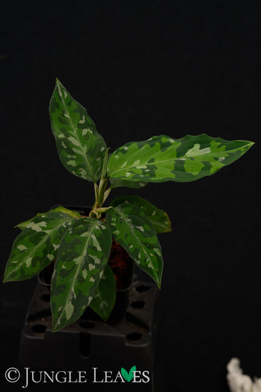 Aglaonema pictum 'Tricolor'